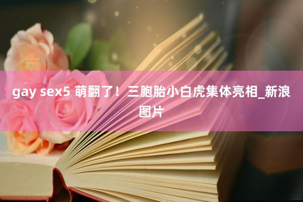 gay sex5 萌翻了！三胞胎小白虎集体亮相_新浪图片