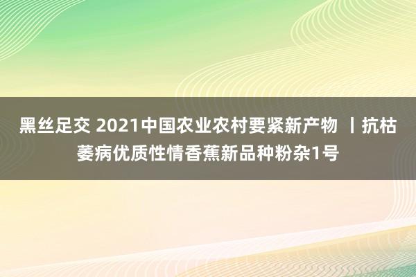 黑丝足交 2021中国农业农村要紧新产物 丨抗枯萎病优质性情香蕉新品种粉杂1号